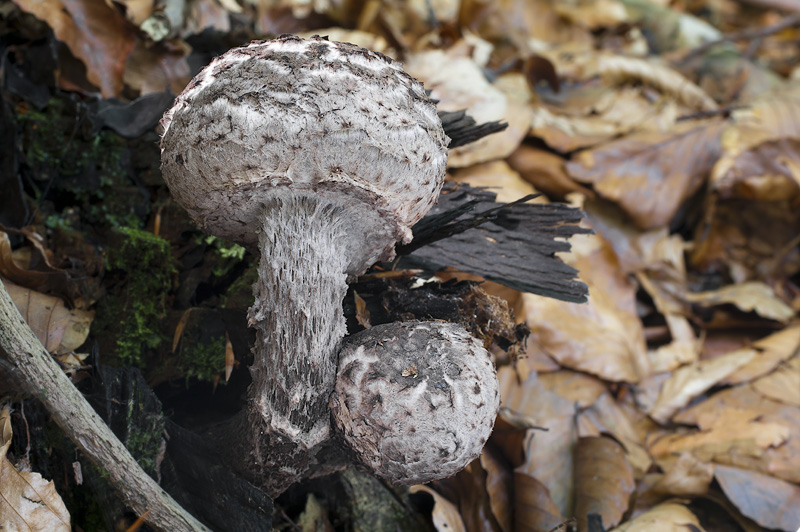 Strobilomyces strobilaceus 